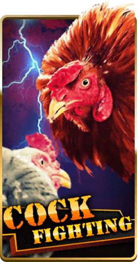 Cock Fighting